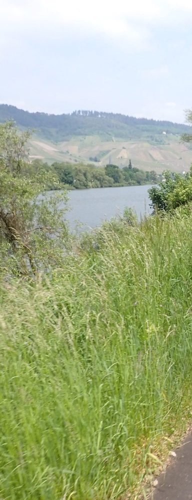 Im Vordergrund der hohe Wiesenrand des Radweges. Im Hintergrund sichtbar Hänge und das Wasser eines Flusses.